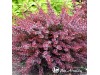 Raugerškis tunbergo ,Flamingo' (lot. Berberis thunbergii) 
